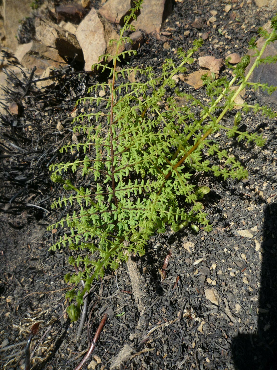 High Resolution Pellaea mucronata Plant